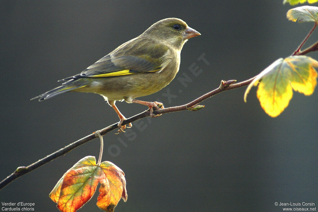 European Greenfinch female adult