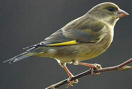 European Greenfinch