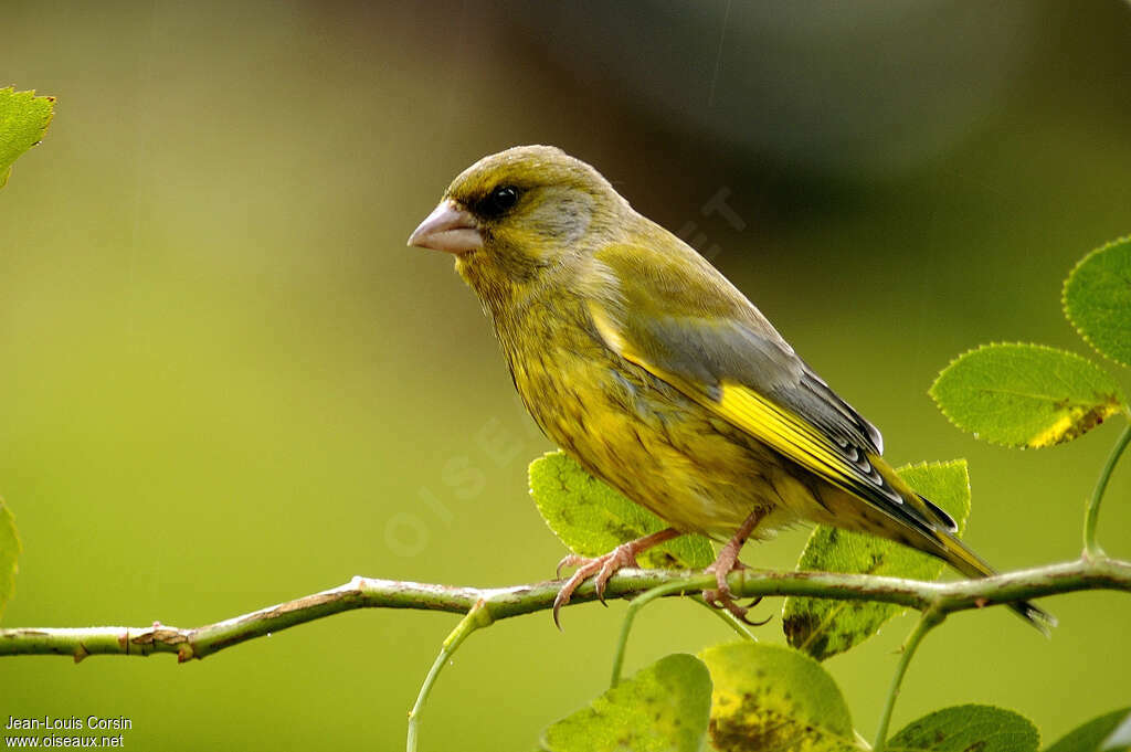 European Greenfinch male adult breeding, identification