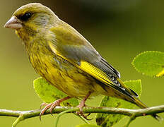 European Greenfinch