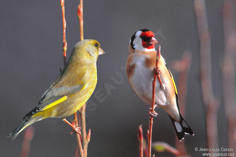 European Greenfinch