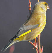 European Greenfinch