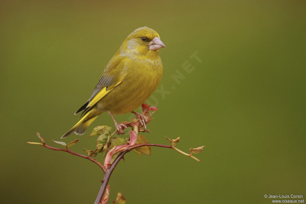 European Greenfinch