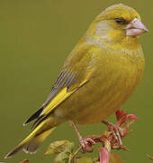 European Greenfinch