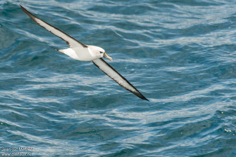 Albatros à nez jauneadulte, identification, Vol
