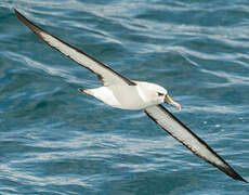 Albatros à nez jaune