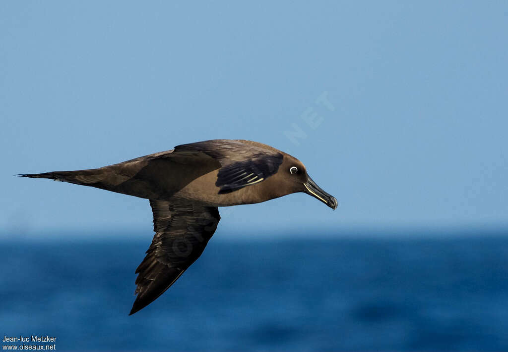 Albatros brunadulte, identification