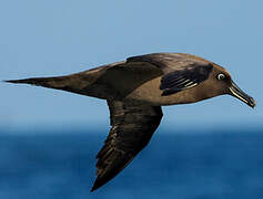 Albatros brun
