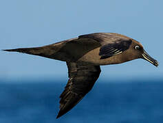 Sooty Albatross