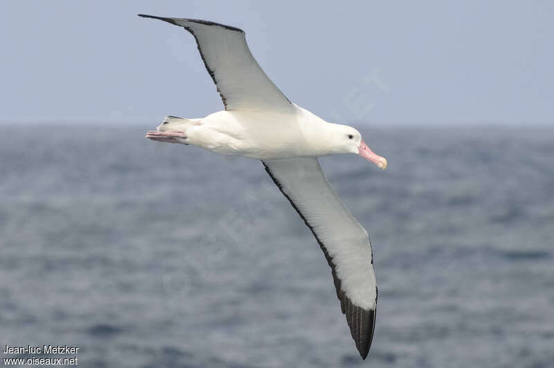 Albatros de Tristanadulte, Vol