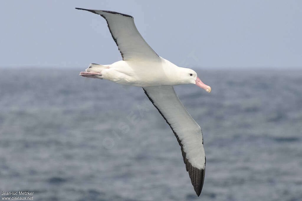 Albatros de Tristanadulte, Vol