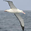Albatros de Tristan