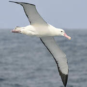 Tristan Albatross