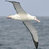 Albatros de Tristan