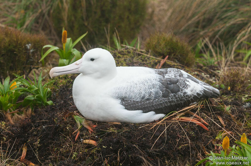 Albatros royaladulte, Nidification