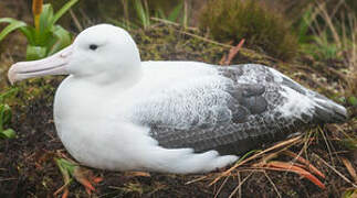 Southern Royal Albatross