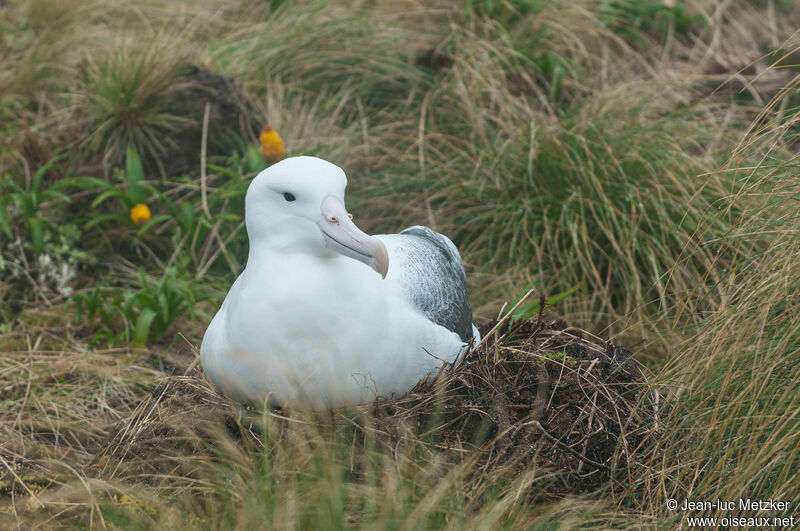 Albatros royaladulte, Vol, Nidification