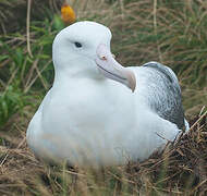 Southern Royal Albatross