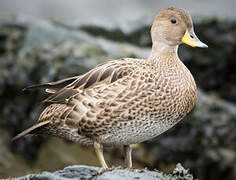 Yellow-billed Pintail