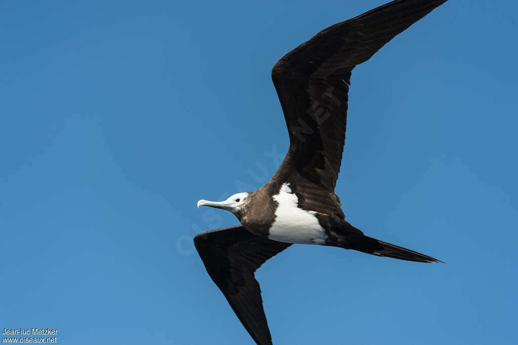 Frégate aigle-de-merimmature, identification