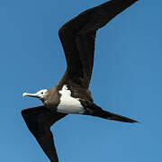 Ascension Frigatebird