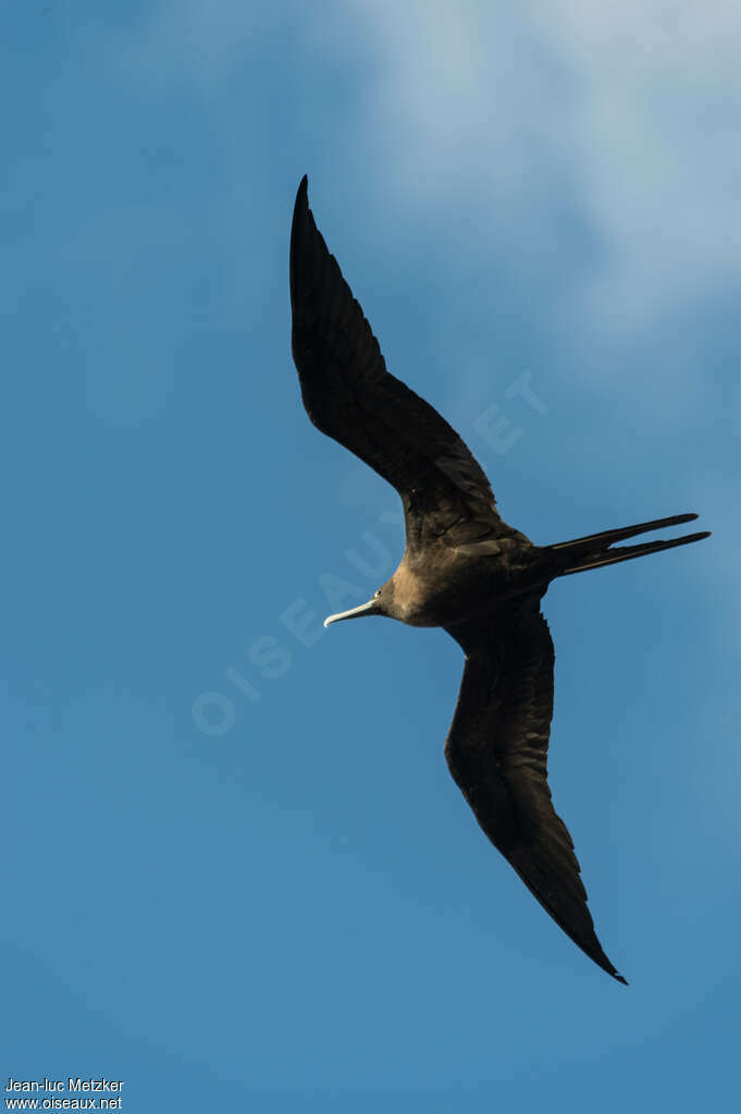 Frégate aigle-de-mer femelle adulte, identification, Vol