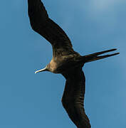 Ascension Frigatebird