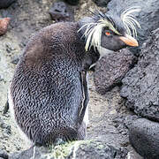 Northern Rockhopper Penguin