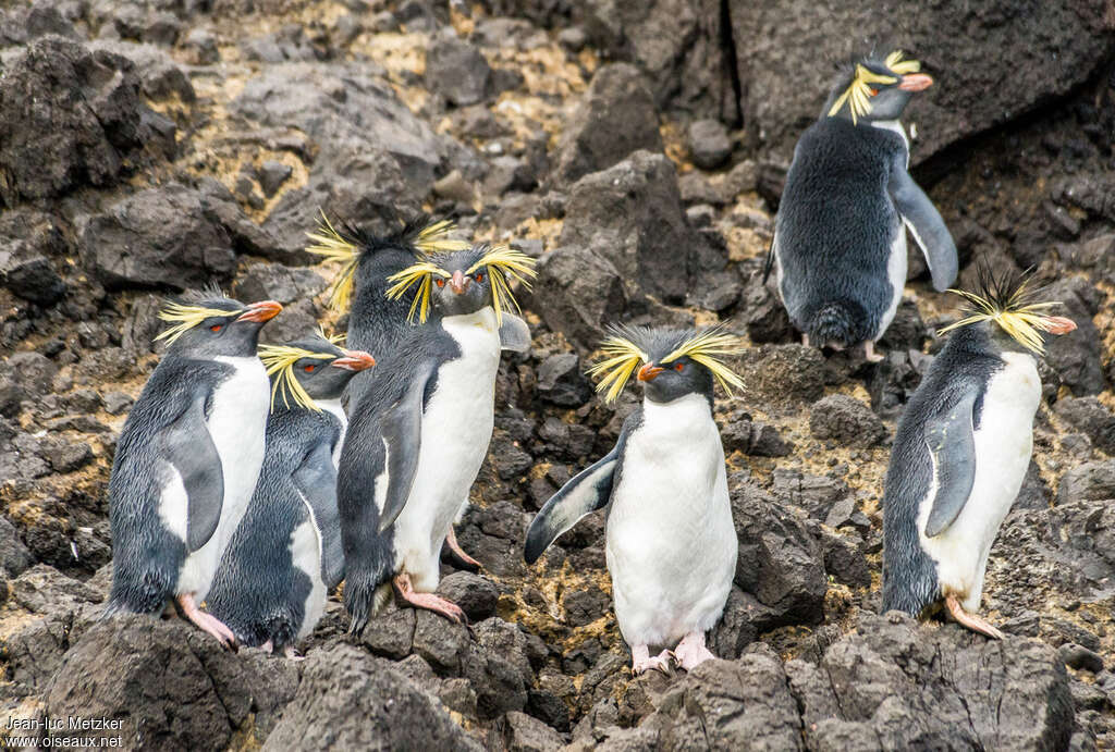 Northern Rockhopper Penguinadult, habitat, pigmentation