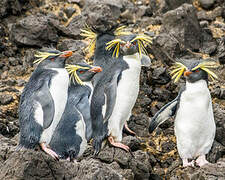 Northern Rockhopper Penguin