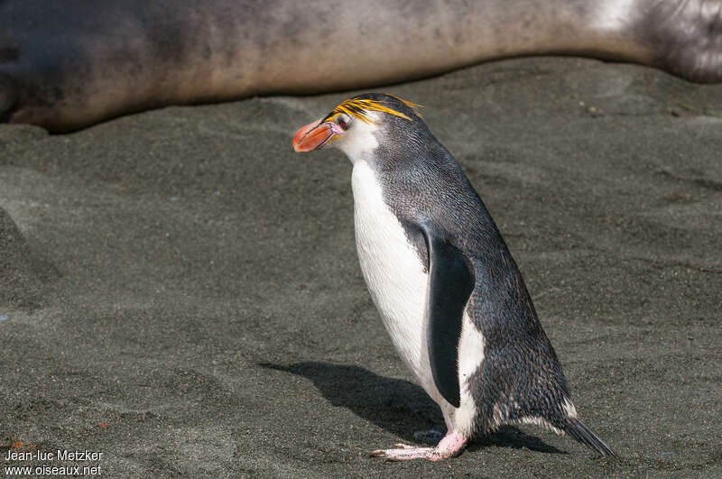 Royal Penguinadult, identification