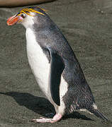 Royal Penguin