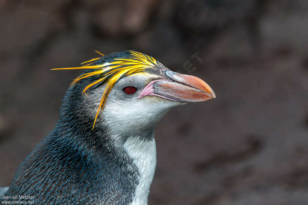 Royal Penguinadult, close-up portrait