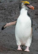 Royal Penguin