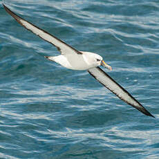 Albatros à nez jaune