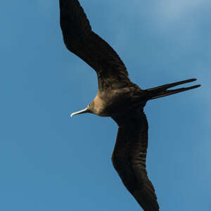 Frégate aigle-de-mer