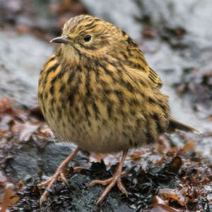 Pipit antarctique