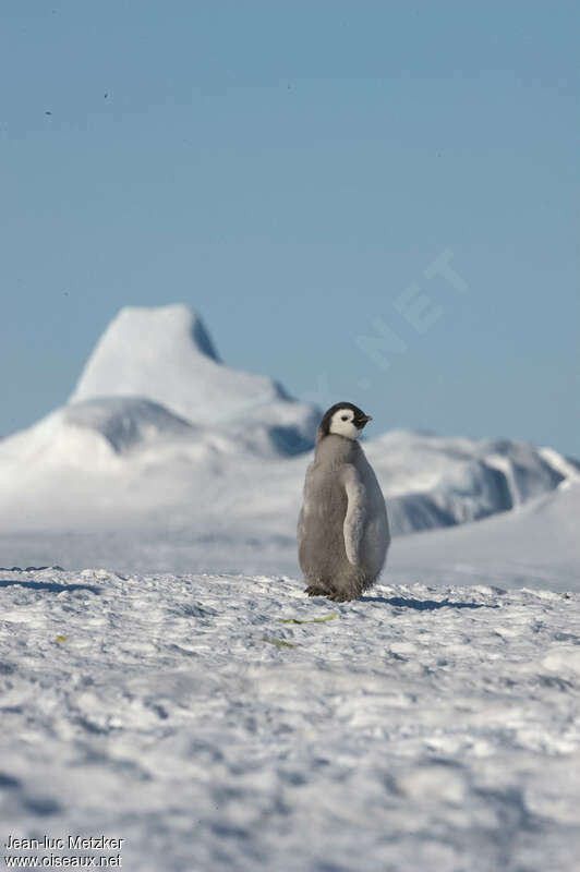 Emperor PenguinPoussin, pigmentation, walking