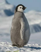 Emperor Penguin