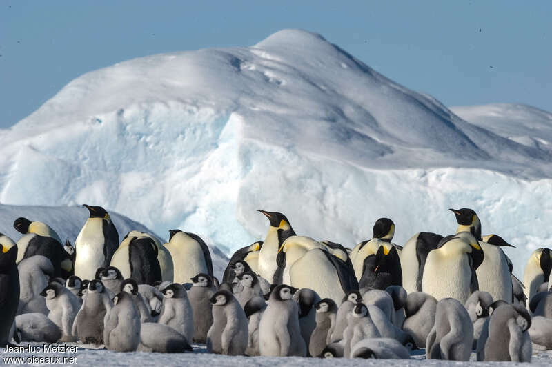 Emperor Penguin, habitat, swimming, colonial reprod.