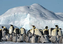 Emperor Penguin