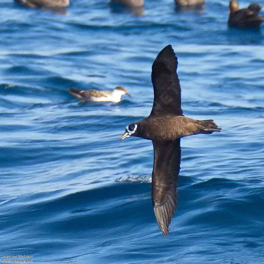 Spectacled Petrel