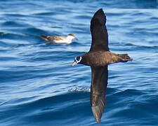 Spectacled Petrel