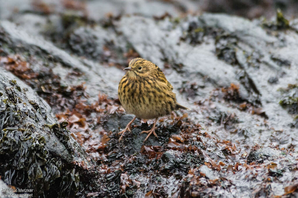 South Georgia Pipit