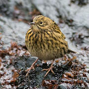 South Georgia Pipit