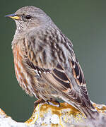 Alpine Accentor