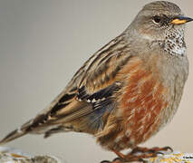 Alpine Accentor