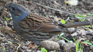 Dunnock