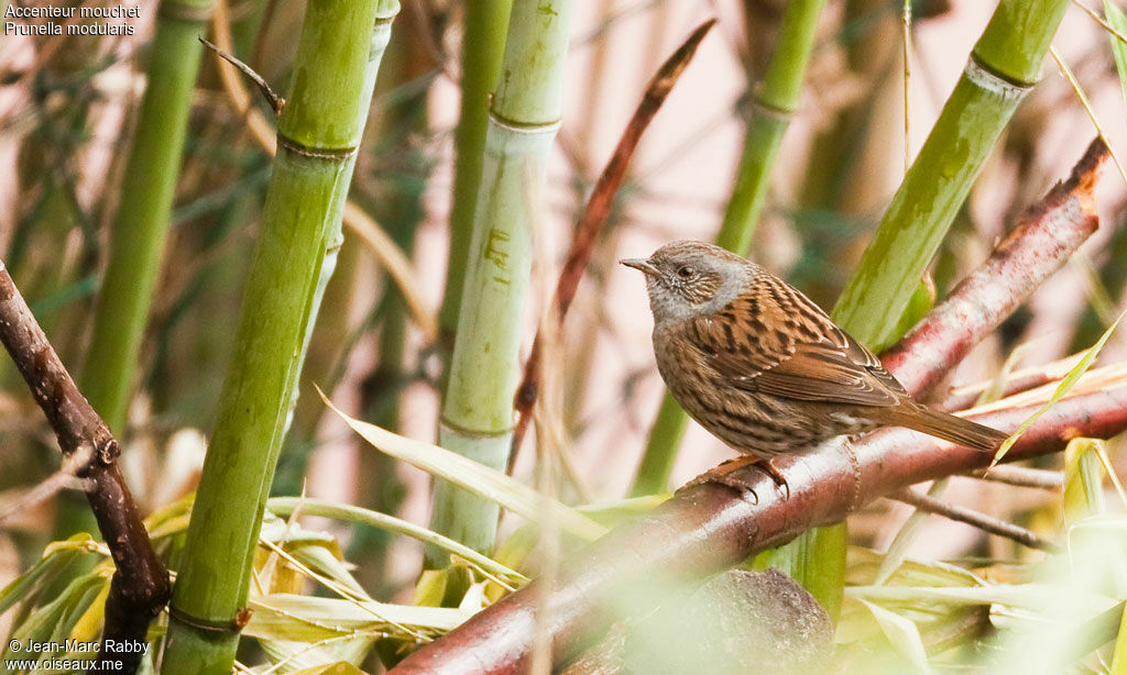 Dunnock, identification