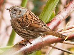 Dunnock